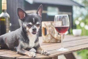 Dog and a glass of wine