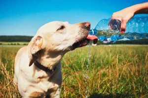 Dog Drinking water