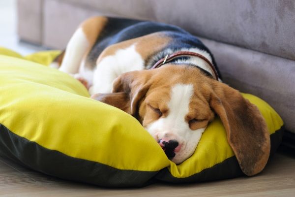 Keep your dog warm this winter - Dog snoozing on comfy bed